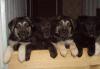 Щенки восточноевропейской овчарки превью 869161.
