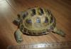 Отдам черепашку в хорошие руки превью 870033.