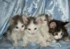 Котята, 2 мес в дар превью 871265.