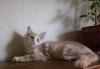 Превью Котик мейн кун Москва - 1
