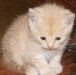 Превью Котёнок 1 мес. (мальчик) Нижний Новгород - 1