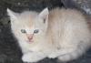 Превью Котёнок 1 мес. (мальчик) Нижний Новгород - 2