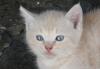 Превью Котёнок 1 мес. (мальчик) Нижний Новгород - 3