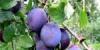 Слива Кабардинка ранняя оптом от 60 руб превью 872233.