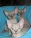 Котята девон-рекса в Петербурге превью 872816.