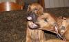 Продажа щенков родезийского риджбека превью 872930.