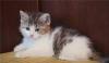Превью Милая пушистая кроха.Котенок-девочка ищет дом Санкт-Петербург - 1