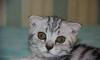 Очаровательные шотландские вислоухие котята превью 873148.