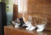 Превью Котята курильского бобтейла Тольятти - 3