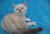 Голубоглазый очаровательный   к о т превью 874133.