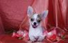 Щенки чихуахуа превью 874732.