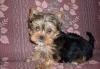 Щенки йоркширского терьера превью 874986.