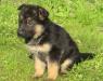 Щенки немецкой овчарки превью 876615.