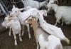 Дойные козы, козлята превью 876767.