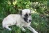 Среднеазиатская овчарка девочка 3 года превью 877272.