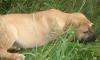 Превью Южноафриканский бурбуль Санкт-Петербург - 1