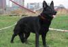 Чёрные немецкие овчарки превью 877499.
