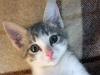 Котенок-девочка окрас серо-белый 2 мес превью 877579.
