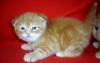 Котики красный тэбби мраморный страйт и фолд превью 877731.