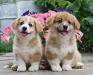 Щенки Вельш корги пемброк превью 877884.