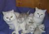 Чистопородные британские шиншиллы превью 877998.