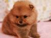 Померанский шпиц рыжая девчонка превью 878432.