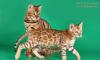 Бенгальские котята,  превью 878486.