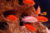 Превью Продам Цихлид Москва - 2