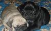 Мопс щенок сука чёрного окраса.5 мес превью 878911.