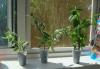 Превью Эухарисы, фикусы, педилантусы Москва - 3