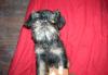 Мальчик бельгийского гриффона 5 мес превью 879202.