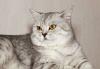 Британский клубный кот приглашает  на вязку превью 879502.