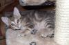 Курильские котята превью 879516.