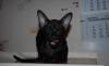 Чёрный ориентальный котёнок(девочка,возр.3 мес.) превью 879975.