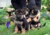 Щенки немецкой овчарки ,РКФ превью 882219.