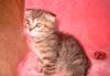 Шотландские котята превью 882523.