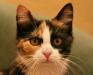 Отдам в хорошие руки котенка-девочку, 4,5 месяца превью 882752.