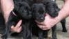 Лабрадор (чёрные Щеночки) превью 880398.