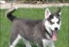 Сибирский хаски щенки для принятия превью 883771.
