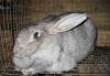 Кролики мясной породы Серый великан превью 884701.