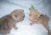 Британские котятки м. Ясенево превью 884869.