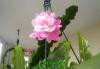 Превью Epiphyllum "Deutsche Kaiserin" (лесной кактус) Москва - 1
