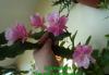 Превью Epiphyllum "Deutsche Kaiserin" (лесной кактус) Москва - 2
