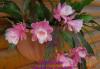Превью Epiphyllum "Deutsche Kaiserin" (лесной кактус) Москва - 3