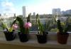 Превью Epiphyllum "Deutsche Kaiserin" (лесной кактус) Москва - 4