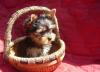 Щенки йоркширского терьера превью 885528.