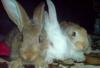 кролики (помеси)  250руб за кг!!! превью 885966.