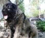 Щенки Кавказской овчарки превью 886490.