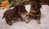 Щенки д/ш той-терьера коричнево-подпалого окраса превью 887545.