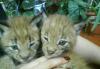 Рысь сибирская, купите ручных котят превью 887836.